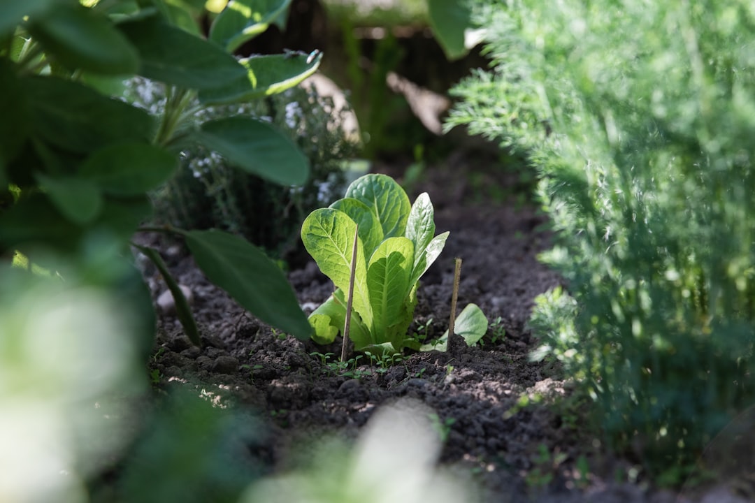 Organic vegetable box